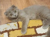 Yakışıklı scottish fold