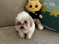 Yavru Kore Maltese