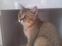Golden british shorthair