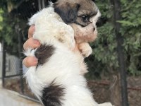 Shih tzu dişi minyatür yavru