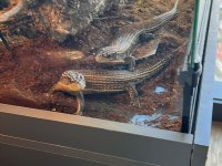 Sudan zırhlı kertenkelesi yasal çipli belgeli gecko