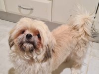 11 Aylık Shih Tzu