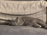 Sağlıklı dişi british shorthair