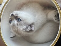 Scottish fold yavru