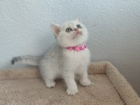 British shorthair silver ve blue point yavrular