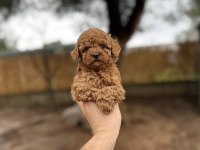 Renk renk çeşit çeşit toy Poodle yavrularımız 