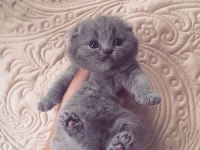 Scottish Fold Yavrularımız Evinizin Neşesi Olacaktır