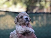 EV ORTAMINDA SAĞLIK VE IRK GARANTLİ MALTİPOO BEBEKLER