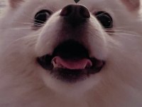 POMERANİAN BOO KÖPEĞİM