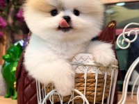 Sağlık Ve Irk Garantili Pomeranian Köpeği