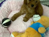 2 aylık çok güzel toy poodle