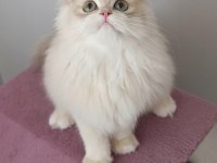 BLH CY 12 GOLDEN DİŞİ 4 AYLIK KEDİMİZ