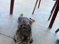 French buldog