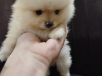 Ayı surat pomeranian boo yavruları