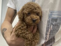 Evimde gözüm gibi baktığım poodle bebeklerim