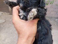 Nadir siyah maltipoo show