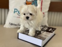 Petmode köpek çiftliğinden kore kan maltese