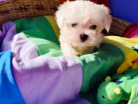 Orjinal MALTESE terrier yavrularımız