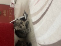 Scottish fold kediler