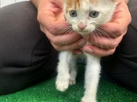 2 aylık tekir yavrularımızı ücretsiz sahiplendiriyoruz