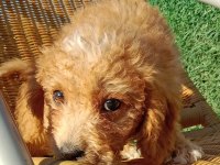 Maltipoo 3 aylık MİNNAK yavru