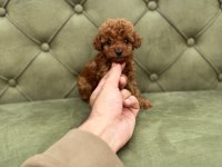 TEA CUP VE TOY BOY DA RED BROWN KORE POODLE YAVRULARIMIZ