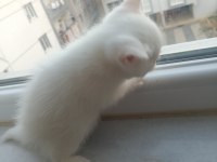 2 Aylık Kedicikler