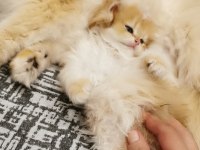 Full şecereli kucak kedisi british longhair
