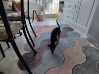 11 Aylık kimlikli çipli alman pinscher, wc eğitimi var