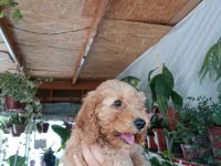 POODLE YAVRUMUZ YENİ YUVASINI ARIYOR
