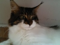 Main Coon Erkek Kedimiz