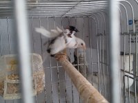 SON BİR ÇİFT DAMIZLIK BENGAL İSPİNOZUMU VERİYORUM