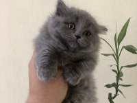 NADİR TÜR BEBEK BRİTİSH ÜRETİCİ YADA PAZARLAMACI DEĞİLİM