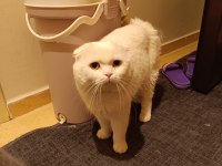 Erkek damızlık bembeyaz scottish fold