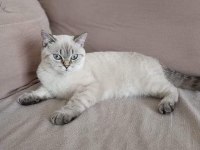 LYNX BİTİŞ SHORT HAİR BLU POİNT DAMIZLIK DİŞİ