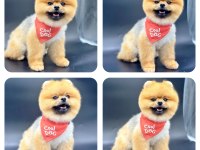 TÜRKİYENİN EN İYİ A PLUS YAVRU POMERANİAN KÖPEKLERİ