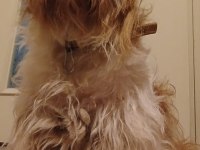 Ücretsiz terrier köpeğimizi sahiplendiriyorum