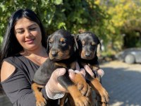 King doberman yavrularım