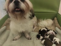 Sevimli Shih Tzu Yavruları Sahiplerini Bekliyor
