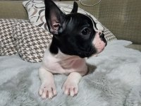 SAFKAN FRENCH BULLDOG ERKEK BEBEK