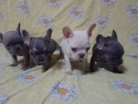 Scrli anatolian bulls üretimi egzotik french bulldog