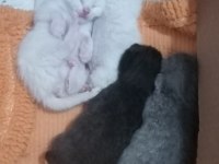 Yavru scottish fold