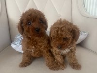 2 Dişi Toy Poodle