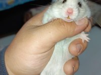 4 AYLIK FULL EĞİTİMLİ HAMSTER