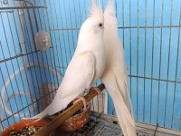 Erkek dişi albino sultan papağanı yavrulu takım