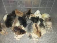 YENİ ÇIKIM CİVCİVLER (8 çeşit)
