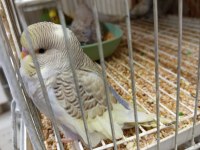 Yavru Yetişkin Yavrulu Ve Yumurtalı Muhabbet Kuşu Takımlar