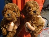 RED BROWN A KALİTE ORJİNAL TOY POODLE YAVRULAR