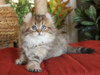 American Curl Türkiyede Tek Safkan Şecereli Zeki Oyuncu