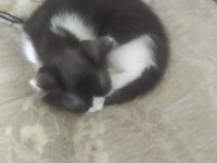 Ücretsiz 4 adet yavru kedi